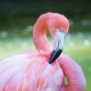 Flamingo Wallpapers HD