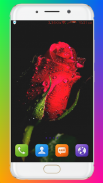 Red Rose Wallpaper screenshot 8