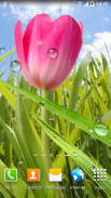 Spring Live Wallpaper screenshot 6