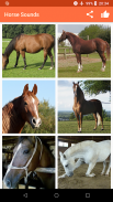Horse Sounds screenshot 4