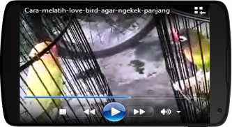 Melatih Lovebird screenshot 5