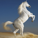 Horses Live Wallpaper