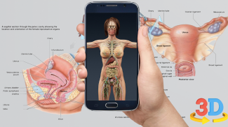 Human anatomy 3D : Organs and Bones screenshot 0