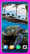Tortoise HD Wallpaper screenshot 6