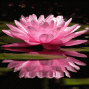 Pink Lotus Live Wallpaper Icon