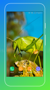 Grasshopper Wallpaper screenshot 15