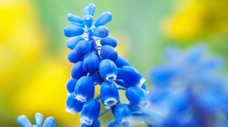 Macro Photography Backgrounds screenshot 3