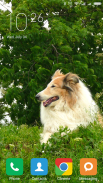 Collie Wallpapers screenshot 0
