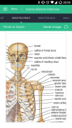 Human Skeleton Reference Guide screenshot 14