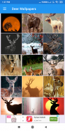 Deer Wallpapers: HD Images,Free Pics download screenshot 2