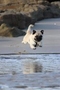 Pug Wallpaper: backgrounds hd screenshot 2