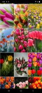 Tulpen Hintergrundbilder screenshot 0