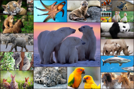 Juego de Animales - Puzzle para niños y adultos 🐬 screenshot 0