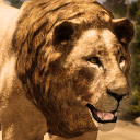 Ultimate Lion Simulator Icon