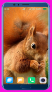 Squirrel HD Wallpaper screenshot 8