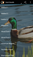 Duck Sounds screenshot 0