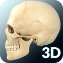 Skull Anatomy Pro. Icon