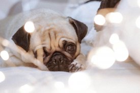 Pug Wallpaper: backgrounds hd screenshot 15