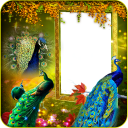 Peacock Insta DP Maker