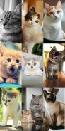 Cute Cat Wallpapers screenshot 4