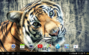 Tiger Live Wallpaper screenshot 11