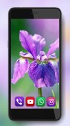 Spring Irises and Narcissus Flowers Live Wallpaper screenshot 1