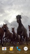 जंगली घोड़ों वॉलपेपर रहते हैं screenshot 3