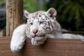 White Tiger Live Wallpaper (Backgrounds) screenshot 12