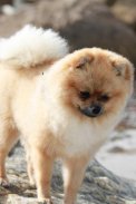 Pomeranian Wallpapers screenshot 4