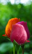 Beautiful buds of roses screenshot 0