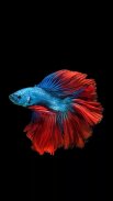 Betta Fish Wallpapers screenshot 0