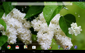 Flower Lilac Drops LWP screenshot 2