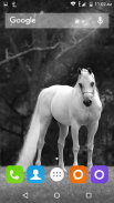 White Horse Hd Wallpapers screenshot 7