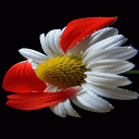 Red Leaf Flower LWP Icon