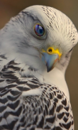 Falconbird Cute WPs screenshot 0