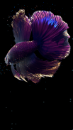 Betta Fish Live Wallpaper FREE screenshot 5