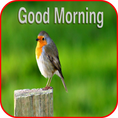 Good Morning 3d Images 1 0 10 Download Apk For Android Aptoide