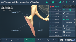 The mechanism of hearing 3D screenshot 16