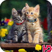 Cute Cat Wallpapers Hd screenshot 2