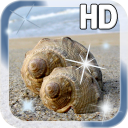 Sea shell Live Wallpaper Icon