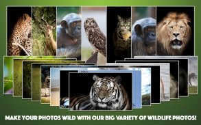 Wild Animal Photo Frames screenshot 3