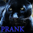 Panther leopard animal sounds