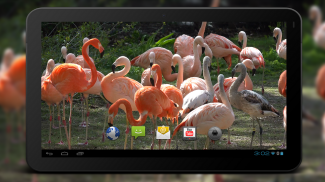 4K Flamingo Video Live Wallpapers screenshot 1