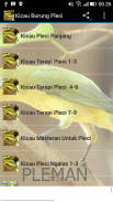 Kicau Burung Pleci Ngalas Ngerol screenshot 0