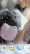 Dog Licks Screen Video LWP screenshot 10