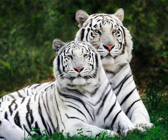 Harimau Putih Wallpaper Moa Gambar