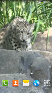 Snow Leopard Video Wallpapers screenshot 1