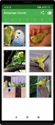 Budgerigar Camera for Parakeet screenshot 5