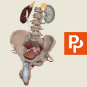 Male Pelvis: 3D RT - Sub