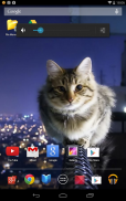 Cat wallpapers and funny pics screenshot 2